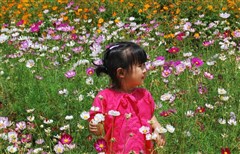 番禺寶墨園、長隆國際大馬戲、百萬葵園、順德長鹿農莊精彩二天游