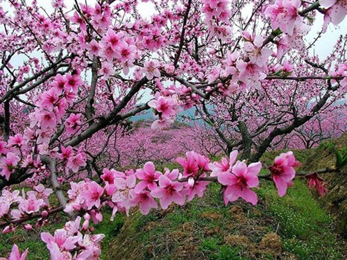 牛魚嘴桃花