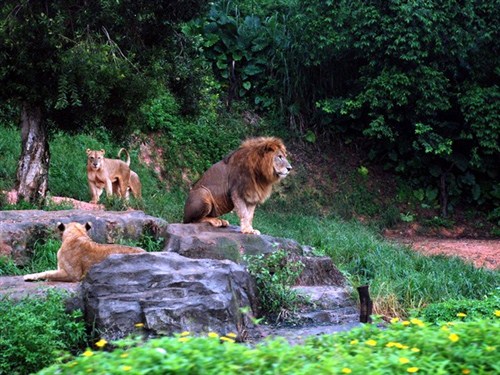 廣州長隆野生動物世界