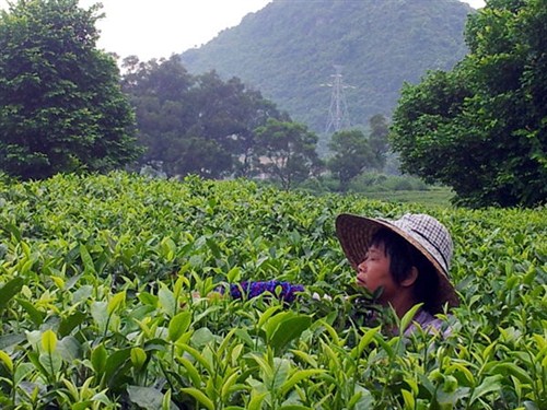 茶園