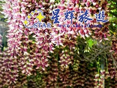 東城黃金布禾雀花基地