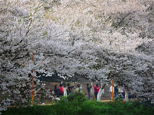 湖南省森林植物園