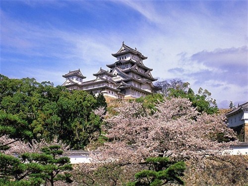 武大櫻花園