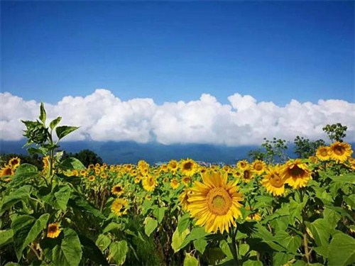 水花莊園1